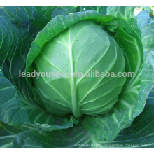 AC031 Jisuan heat resistant f1 hybrid cabbage seeds vegetable seeds sale